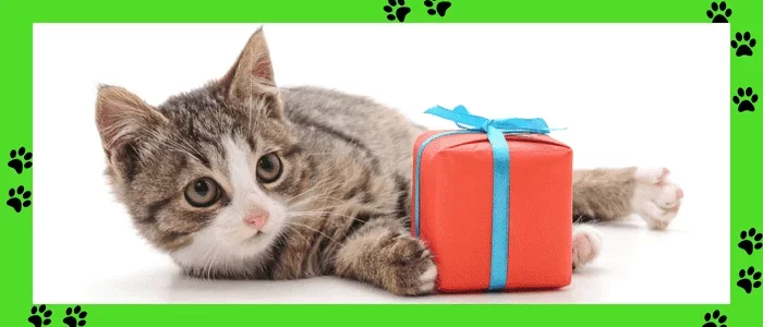 gatito regalo (1)